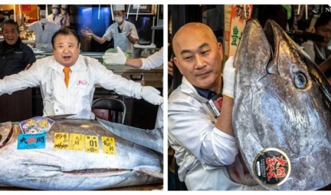 Гігантського тунця продали за рекордною ціною на ринку в Японії (2 фото + 1 відео)