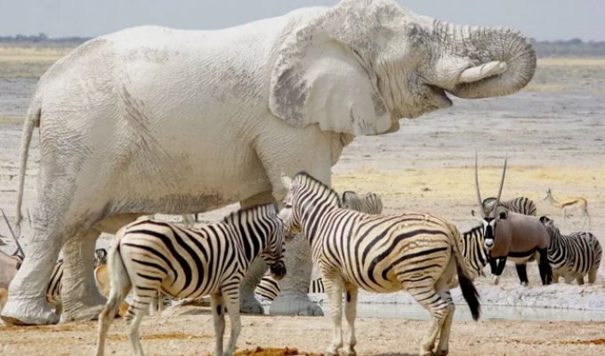 Ghost elephants: snow-white, strange, and very rare (8 photos)