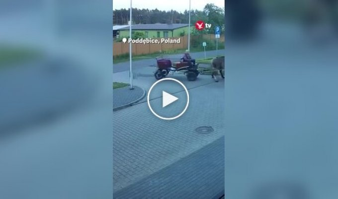 Пьяный мужчина приехал в полицию на лошади, потому что ему запретили водить авто