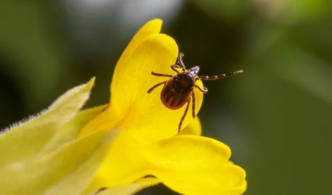 Средство от клещей для кошек: что действительно работает весной и летом