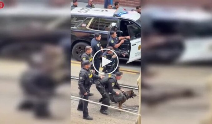 A police dog detained a suspect in a knife attack in San Diego