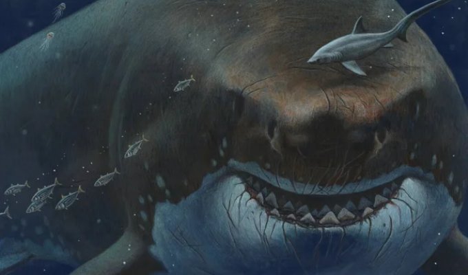 Мегалодон: история открытия морского монстра (6 фото)
