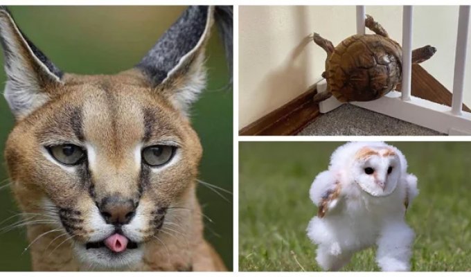 25 photos of animals having more fun than people (26 photos)