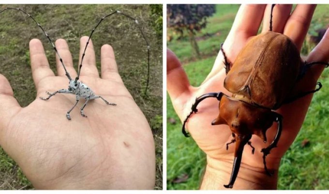 30 amazing insects that you shouldn't be afraid of (31 photos)