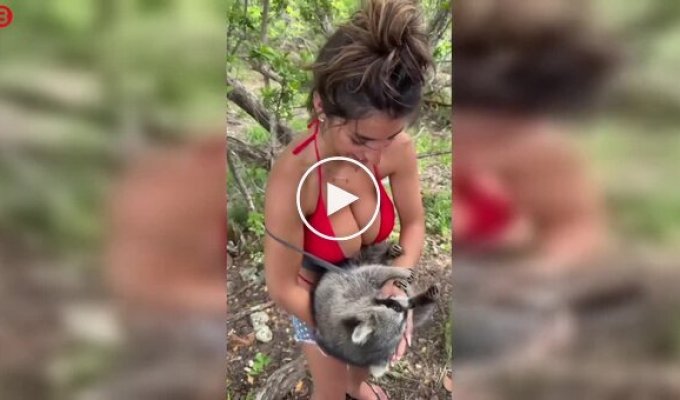 A raccoon is completely captivated by a girl