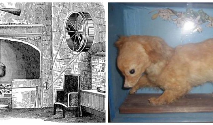 Spitting dogs - living kitchen mechanisms and victims of human ingenuity (8 photos)
