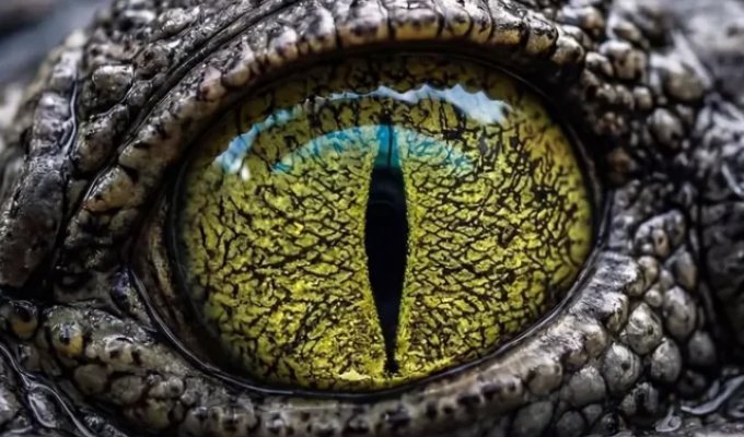 Найкрасивіші очі в природі (10 фото)