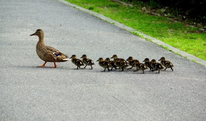 Чому каченята ходять гусяком, а курчата — натовпом? (5 фото)
