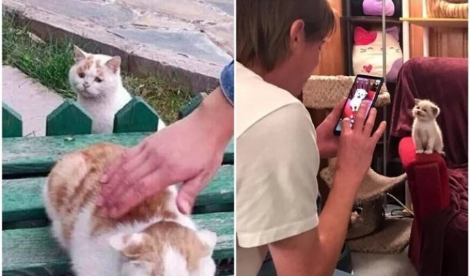 30 funny kitties that will give you a good dose of positivity (31 photos)