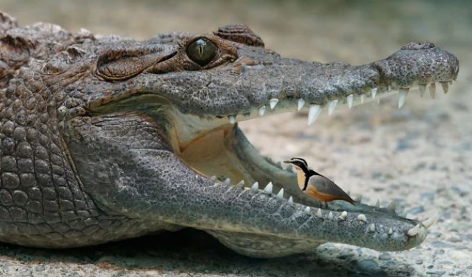 Крокодиловий сторож (5 фото)