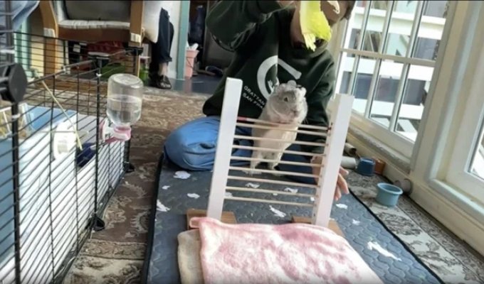 Guinea Pig Gets into the Guinness Book of Records by Learning to Jump Over a Bar (3 photos + 1 video)