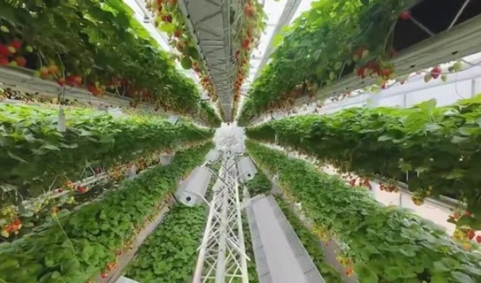 A large robotic greenhouse (3 photos + 1 video)