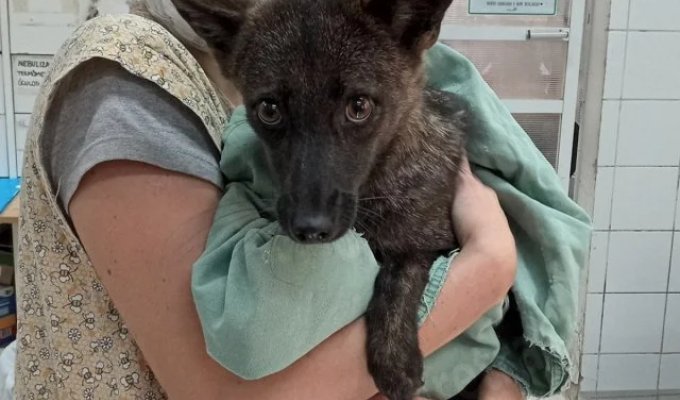 The "dog-fox" (zuvduyar): the first and only member of its kind (3 photos)