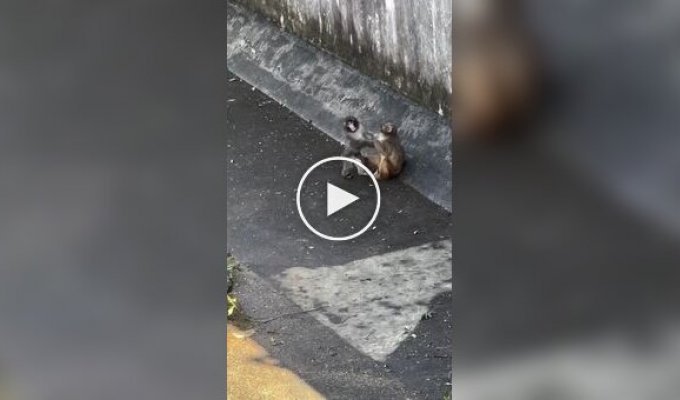 У обезьянки-сироты Панча появилась подружка