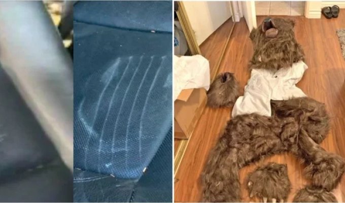 Americans Dressed Up in "Bear" Costumes to Collect Insurance Payments (3 photos + 1 video)