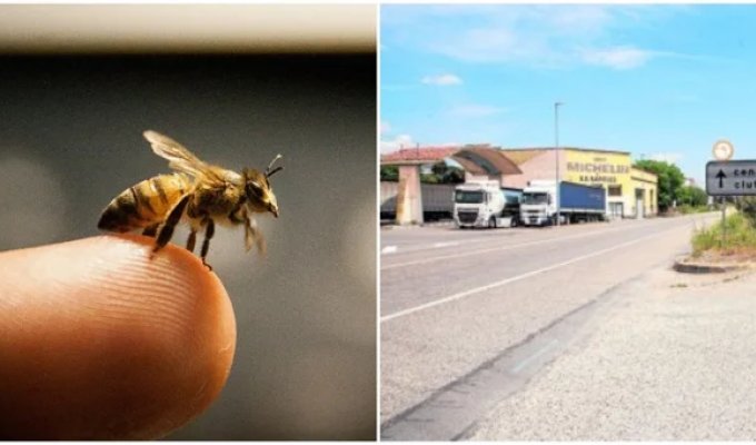 A pensioner set bees on traffic police officers (3 photos)