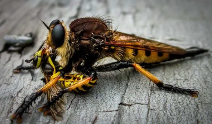 Giant falcon: a hunter of hornets and wasps (11 photos)