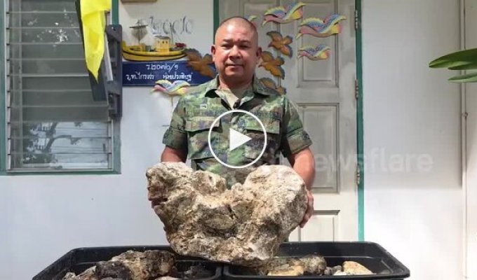 A Thai man sells 55 kilograms of hardened sperm whale vomit