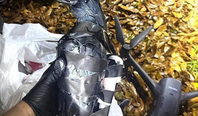 С помощью пластиковой вороны женщины доставляли наркотики в тюрьму (3 фото)