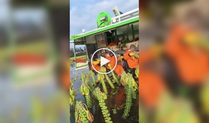 Як збирають брюссельську капусту