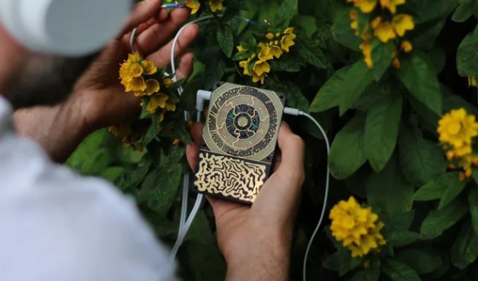 A player for listening to mushrooms and plants (2 photos + 2 videos)