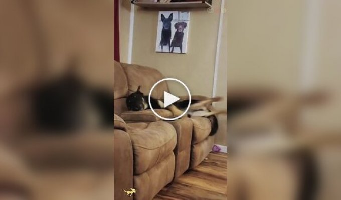 Собаки та їх неспокійні сни