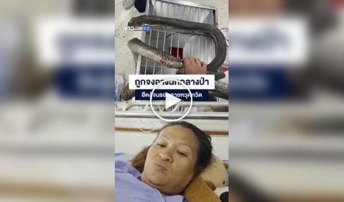 В Таиланде женщина руками поймала напавшую на нее кобру и приехала с ней в больницу