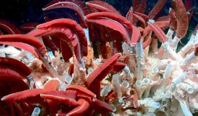 Riftia: a worm living in the harshest ocean conditions (8 photos)