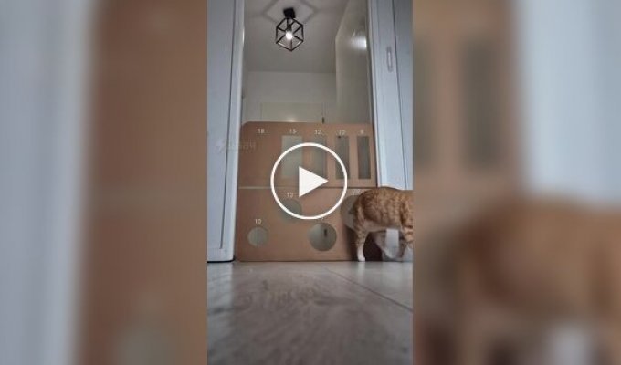 Хитрий і вправний кіт