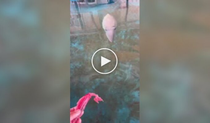 Японец приручил каракатицу