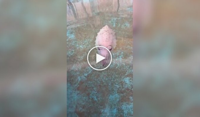 Что это за лавкрафтианский монстр