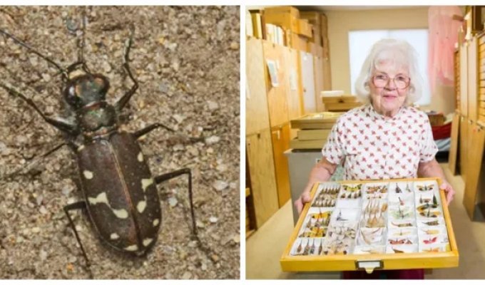 From a Live "Nail" in the Heel to an Elderly Larva: 10 Incredible Records in the Insect World (11 photos)