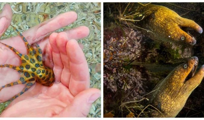 20 Photos Showing the Magical Beauty of the Ocean and Its Inhabitants (21 photos)