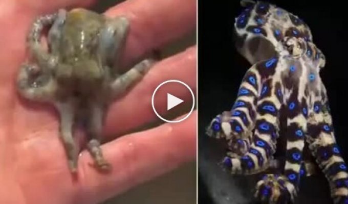 A tourist in the Philippines almost died after picking up one of the most venomous octopuses