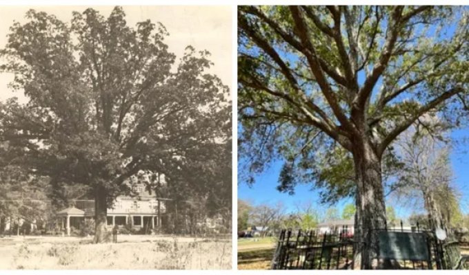 Your Own Master: The Unique Story of an Old Oak Tree That Received Legal Rights to the Land Where It Grows (9 photos)