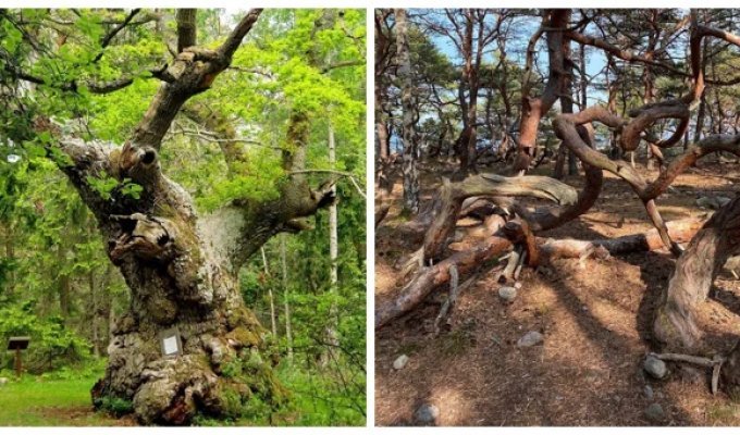 Trollskogen: A Mystical Swedish Forest Where Trees Frozen in an Eternal Dance with the Wind (14 photos + 1 video)