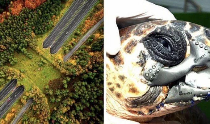 20+  фото реальных диковинок, о которых мало кто знает,  а многие даже не догадываются об их существовании  (23 фото)
