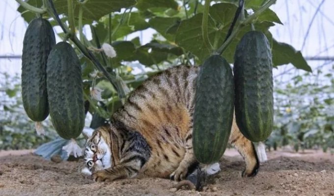 Why cats are terrified of cucumbers: an authoritative scientific opinion (2 photos)