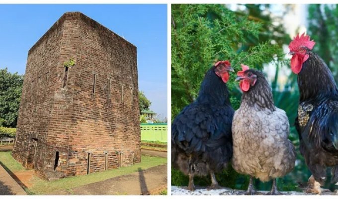 Huk Khee Kai: how colonizers used chicken manure against people (8 photos + 1 video)