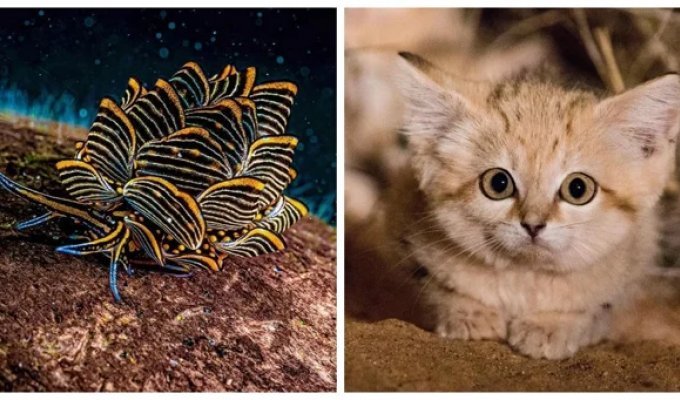 25 знімків природи, від яких перехоплює подих (26 фото)