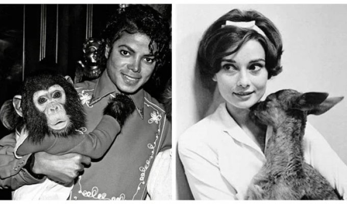 8 celebrities who decided to get exotic pets (9 photos)