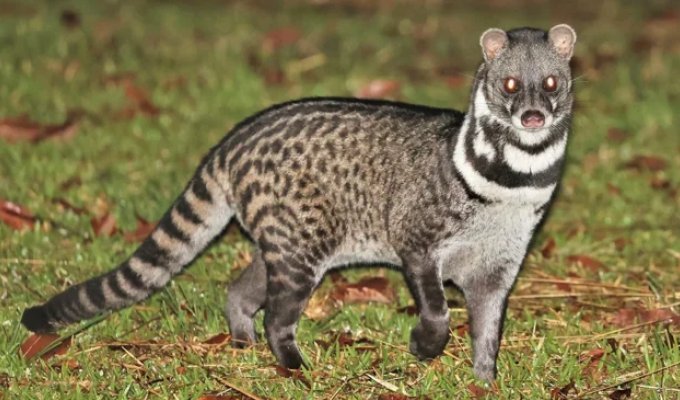 Тангалунга: між кішкою та чимось дивним (7 фото)