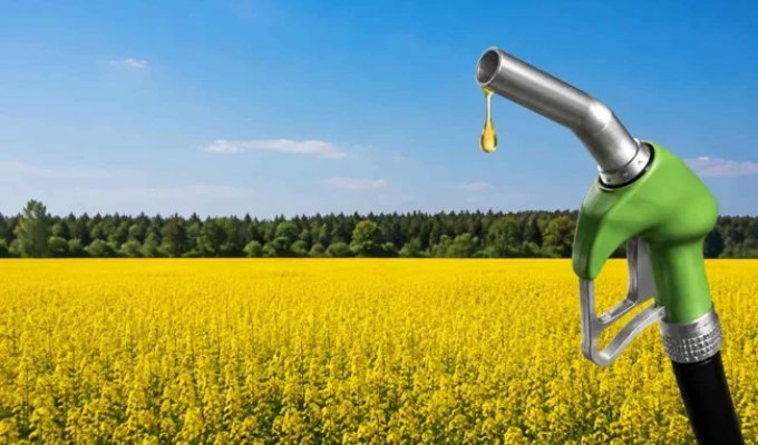 Что такое биодизель и почему он не спас мир от нефти (8 фото)