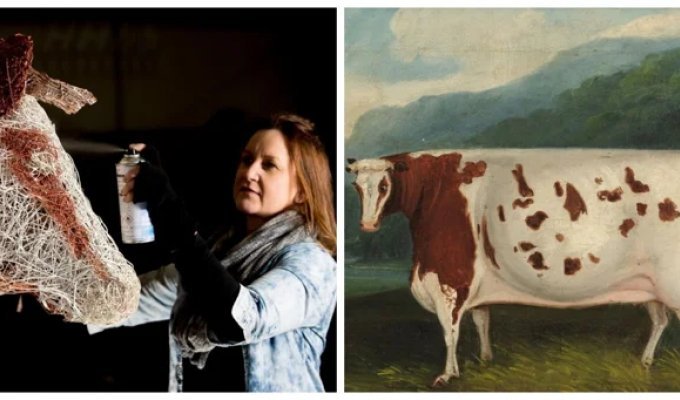 История самой знаменитой коровы Британии (7 фото)