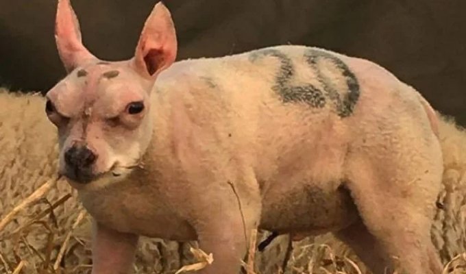 Что это за смесь овцы и бультерьера? (4 фото)