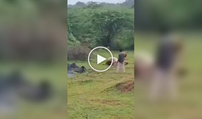A Tourist Tried to Interrupt a Lion's Meal: The Man Later Regretted It