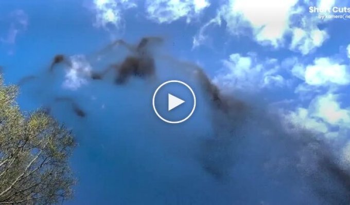 Unusual mating behavior of mosquitoes in flight