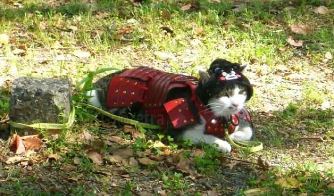 In Japan, there is a real samurai cat named Kotetsu-kun (5 photos + video)