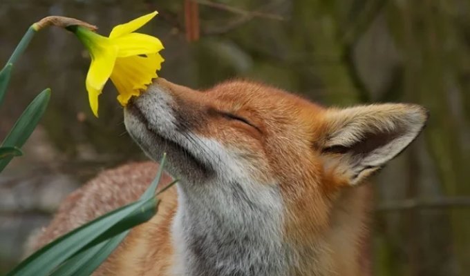 15 adorable animals enjoying the scent of flowers (15 photos)