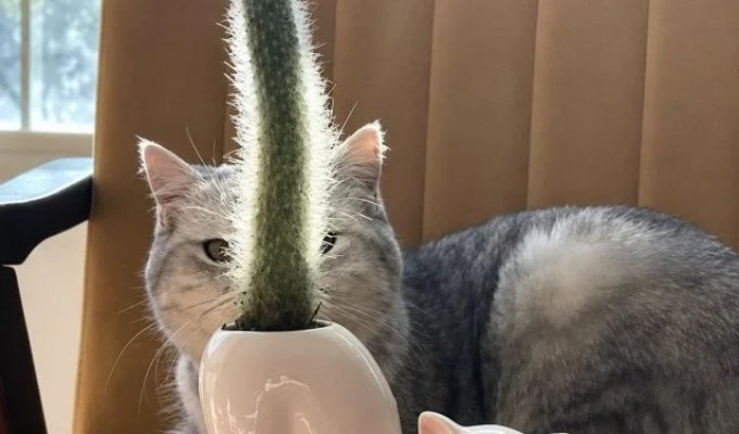 The perfect flowerpot for a cactus has been found (5 photos)